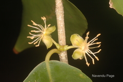 Hemicyclia andamanica
